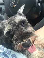 Bella - Schnauzer Dog