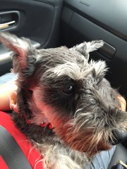 Bella - Schnauzer Dog