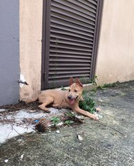 Lenny - Labrador Retriever Mix Dog