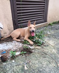 Lenny - Labrador Retriever Mix Dog