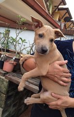 Lenny - Labrador Retriever Mix Dog