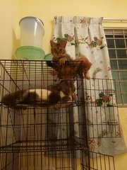 Jebat - Domestic Short Hair Cat