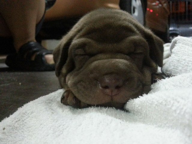 American Bully - American Bulldog Mix Dog