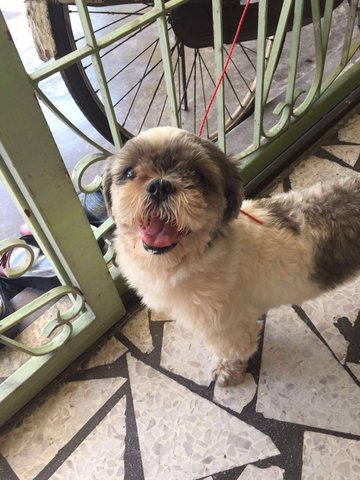 Found In Serdang - Shih Tzu Dog