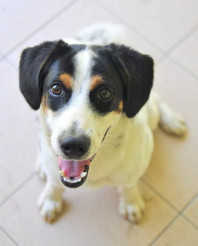 Handsome Boy Seeks Home - Mixed Breed Dog