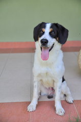 Handsome Boy Seeks Home - Mixed Breed Dog