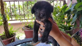 Pity-pups - Mixed Breed Dog