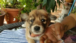 Pity-pups - Mixed Breed Dog