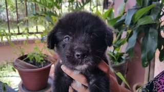 Pity-pups - Mixed Breed Dog