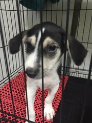 Male pup (white star on head)