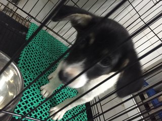 Female pup ("batman" mask around face)