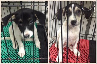 Sibling Pups For Adoption - Mixed Breed Dog