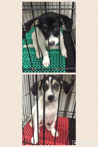 Sibling Pups For Adoption - Mixed Breed Dog