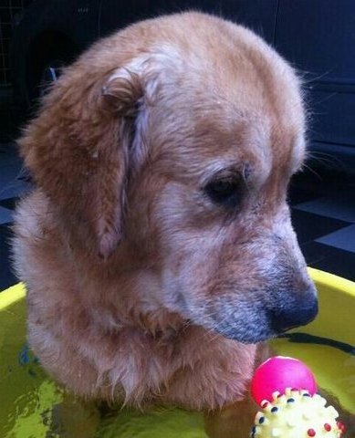 PF74670 - Golden Retriever Dog