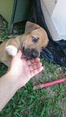 Brownie - Mixed Breed Dog