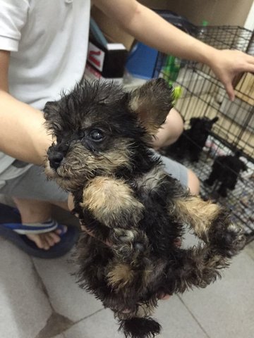 Schnauzer Mix Poodle  - Mixed Breed Dog