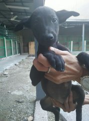 Little Blackie - Mixed Breed Dog