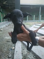 Little Blackie - Mixed Breed Dog