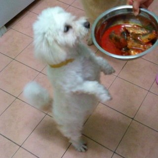 Dinner time! Loves her sardine, chicken, pork, not a picky eater.