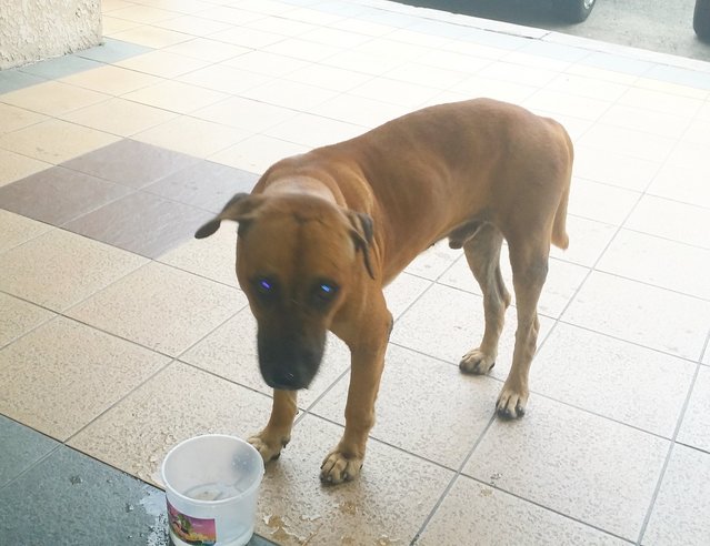 Big Brown Dog - Mixed Breed Dog