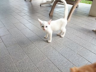 Lala - Domestic Short Hair + Domestic Long Hair Cat