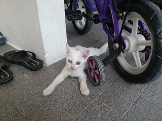 Lulu - Domestic Short Hair + Domestic Long Hair Cat