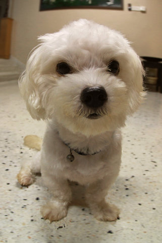 Toothless - Maltese Dog