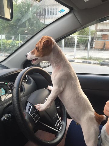 Cookie - Jack Russell Terrier Dog