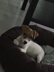 Cookie - Jack Russell Terrier Dog