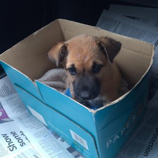 Little Brown - Mixed Breed Dog