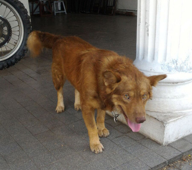 Husky Mixed - Mixed Breed Dog