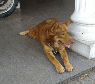 Husky Mixed - Mixed Breed Dog