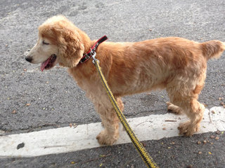 Cooper - English Cocker Spaniel Dog