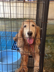 Cooper - English Cocker Spaniel Dog