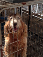 Cooper - English Cocker Spaniel Dog