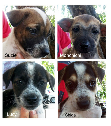 Fantastic Four ( Only Suzie Left ) - Mixed Breed Dog