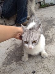 Long Hair Grey Cat Looking For Home - Domestic Long Hair Cat