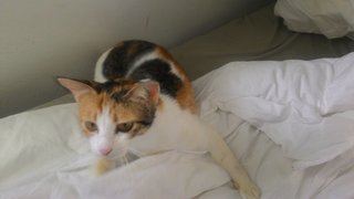 Pretty - Calico Cat