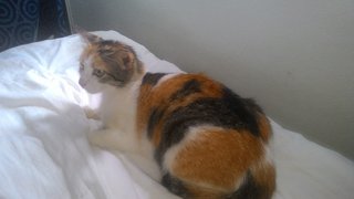 Pretty - Calico Cat