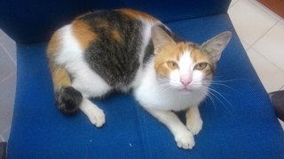 Pretty - Calico Cat