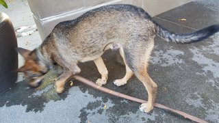 Unknown - Shepherd Mix Dog