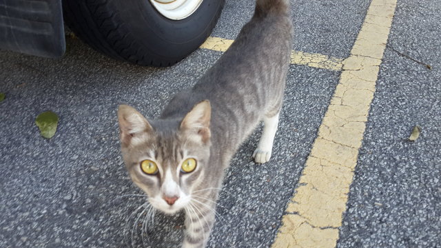 Grey - Tiger Cat