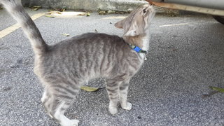 Grey - Tiger Cat