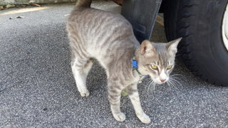 Grey - Tiger Cat