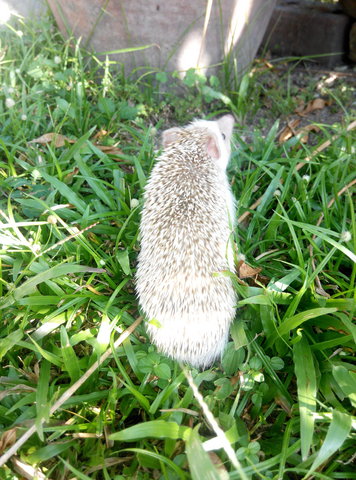 Theo - Hedgehog Small & Furry