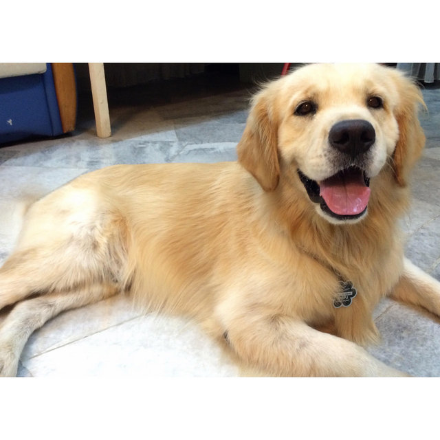 Gr - Golden Retriever Dog