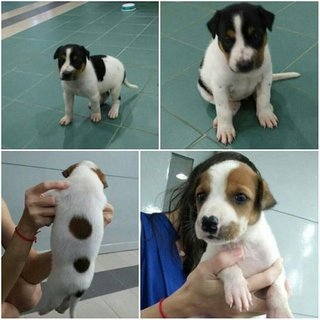 2 female puppies have been adopted on Feb 23 2016