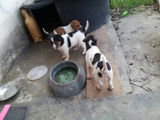 3 puppies left