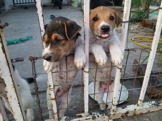 2 female puppies have been adopted on Mar 17th 2016