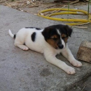 Male puppy, big bone